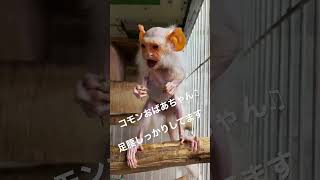 バランス感覚抜群のコモンおばあちゃん♫