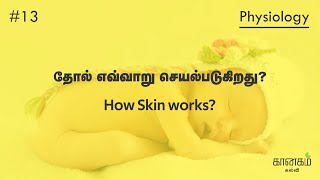 # 13 How Skin Works | தோல் செயல்படும் விதம்