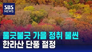 한라산 이번 주말부터 단풍 절정 / SBS