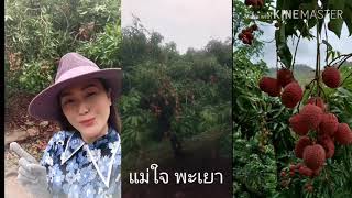 ลิ้นจี่แม่ใจ​ จ.พะเยา​ อร่อยที่สุด​