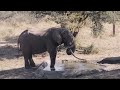 makalali game reserve