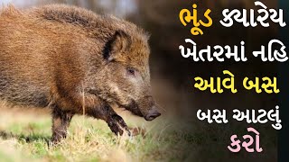 ભૂંડ ભગાડવાનો દેશી ઉપાય - માત્ર 200 રૂપિયામાં ભૂંડ ભગાડો - Bhund Bhagadvano Desi Upay