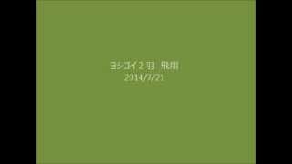 ヨシゴイ飛翔 Chinese little bittern 2014