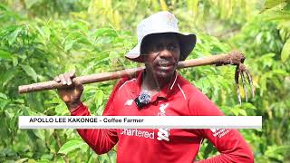 Climate change challenges coffee farmers in Bushenyi district