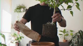 Simple Step-By-Step House Plant Repotting (kerria japonica)