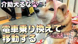 【柴犬介助犬】電車に乗ってハリーポッターの雰囲気を味わいに行く［柴犬介助犬るな］