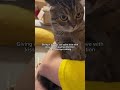 日本語字幕 嫉妬する猫をなだめる😾 shorts cat funny