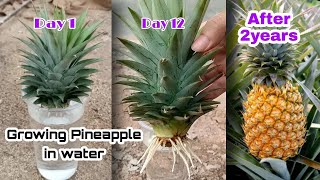 How to Grow Pineapple with Water at Home / Growing Pineapple Plants In Container