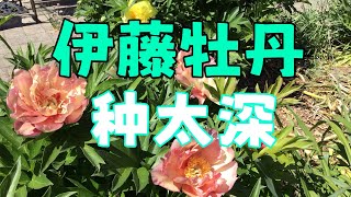 青石话牡丹芍药 伊藤牡丹种太深也不开花 Itoh Peony Care