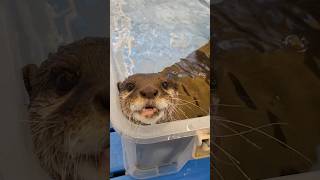 Funny otter enjoying at the pool😁🦦|Cute Otter #ytviral #cuteanimal #ytshorts  #ottervideos