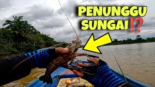 Udang Penunggu ke tu⁉️ BESARNYA‼️