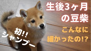 【豆柴の子犬】初めてのシャンプー!!こんなに細かったの⁉