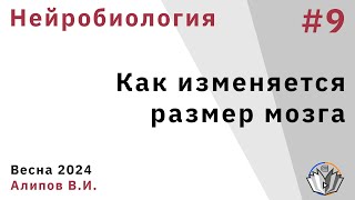 Нейробиология обучения 9. Почему он такой большой, или как изменяется размер мозга