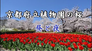 京都府立植物園の桜　昼と夜　2023年3月