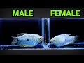 how to breed blue gourami fish gourami fish breeding