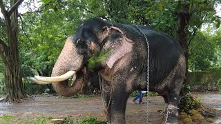 Elephants Feeding Day vadakkunnathan temple   aanayoottu.