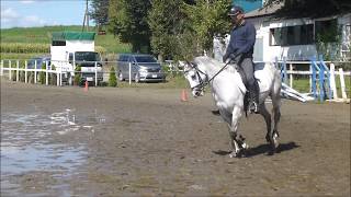 Dressage pony