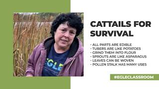 EGLE Classroom - All About Cattails SHORT