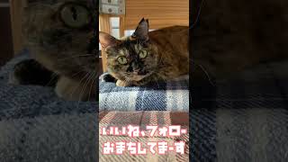 サビ猫 天気予報 20221101 Tortoiseshell cat Weather 出典：気象庁ホームページ#shorts