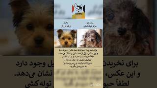 نه به توله کشی 😺🐶💖سلااام #غذای_خانگی برای #حیوانات #هپی_پت_فود  #غذای_سگ #غذای_گربه#غذای_خشک#حمایت