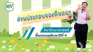 วิทยาศาสตร์ ป.4 | เรื่องส่วนประกอบของพืชดอก