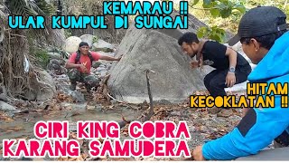 King Cobra kepergok minum air !! Karang Samudera tersingkap habitat King Cobra hitam kecoklatan !!