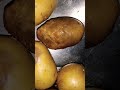 Maggots on rotten potatoes