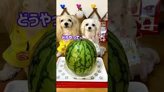 【犬の幼稚園4】夏祭り🏮夏をEnjoy♡ #shorts #犬 #ペット動画 #夏 #summer #dog