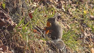 2019/12/14　冬毛に衣替えしたニホンリス　茅野市運動公園