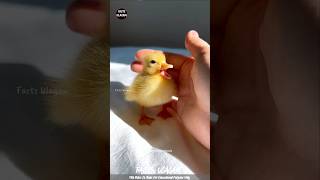 Rescue Baby Duck 😍 #factsulagam #shorts