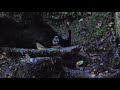 山中湖 大洞の泉のキビタキ（雌）とオオルリ（雄）とクロツグミ（幼鳥）その２（4k60p動画）