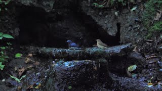 山中湖 大洞の泉のキビタキ（雌）とオオルリ（雄）とクロツグミ（幼鳥）その２（4K60P動画）