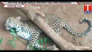 Leopard Stuck in Hunters Trap  | Rescued From Officials | Kamareddy | T News live Telugu