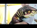 공룡인형 dinosaur puppet