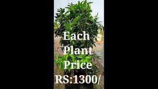 Our 🥭🥭🥭 Mango Plants||Each Price Rs:1300/||Ulavapadu||@manakondapi7419