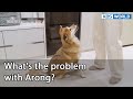 What's the problem with Arong? (Dogs are incredible EP.105-1) | KBS WORLD TV 211222