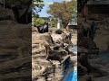 【東山動植物園公式】アシカの赤ちゃん〜賑やかです〜《 カリフォルニアアシカ　アシカ 》 short