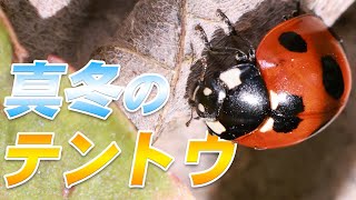 真冬でも元気に活動するテントウムシ【ナナホシテントウ】