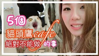 【日本旅行】5個貓頭鷹cafe里絕對不能做的事｜Ayu融化了｜5つフクロウカフェやっちゃいけないこと