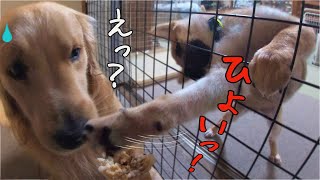 噛んでいるガムが欲しい柴犬の子犬にゴールデンレトリバーの対応が可愛すぎた！