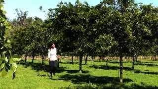 Pongamia Pinnata - An Introduction (Pongamia Open Day 22nd May)