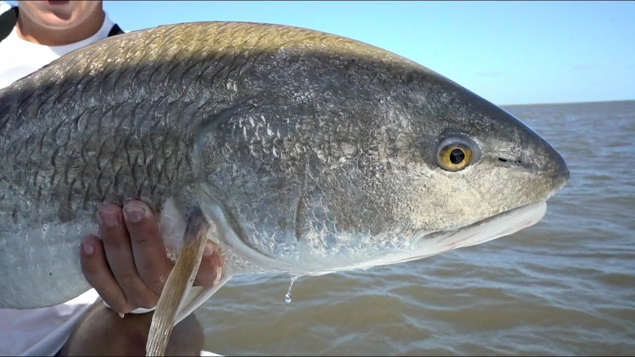 Redfish Challenge Pt 2 Youtube