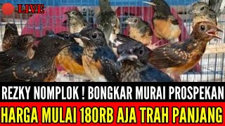 🔴 REZKY NOMPLOK ! BONGKAR MURAI PROSPEKAN HARGA MULAI 180RB GREAT A 0838-7553-6945