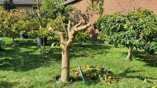 White Shahtoot/Pakistan Mulberry WINTER PRUNE