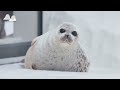 【まるすぎるアザラシ】可愛すぎるワモンアザラシのアラレちゃんlong version（ringed seal arare）