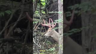 Big buck with velvet hanging from his antlers.  #deerhunting #deer #hunting