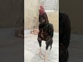 Go to my long video channel (Muhammad and Mahad )#aseel #rooster #aseelmurga #bird #birds