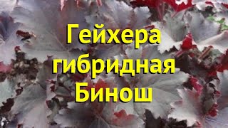 Гейхера чайногибридная. Краткий обзор, описание характеристик heuchera hybrid бинош