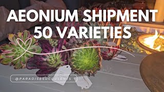 Discover the Latest Aeonium Shipment - 50 Varieties!