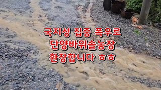 #국지성폭우로단양바위솔환장합니다#단양바위솔#